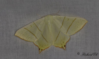 Svansmtare - Swallow-tailed moth (Ourapteryx sambucaria)