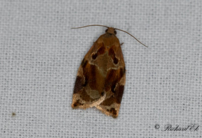 Trysommarvecklare - Variegated Golden Tortrix (Archips xylosteanus)