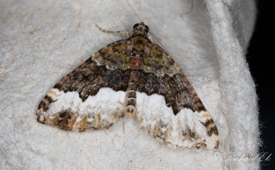 Tvspetsad fltmtare - Cloaked Carpet (Euphyia biangulata)