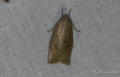 Vassfly - Silky Wainscot (Chilodes maritima)