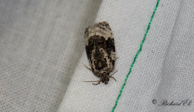 Vitflckig bjrkknoppvecklare - White-shouldered Marble (Apotomis turbidana)