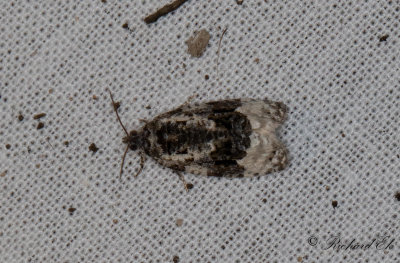Vitflckig bjrkknoppvecklare - White-shouldered Marble (Apotomis turbidana)