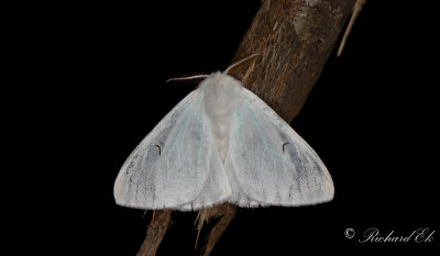 Vitvingespinnare - Black V Moth (Arctornis l-nigrum)