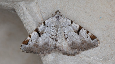Mbrsmtare - The V-Moth (Macaria wauaria)