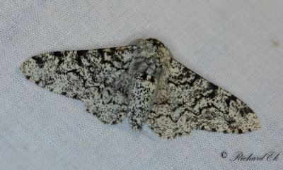 Bjrkmtare - Peppered Moth (Biston betularia)