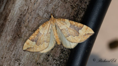 Blbrsparkmtare - Northern Spinach (Eulithis populata)