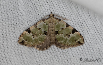 Grsgrn fltmtare - Green Carpet (Colostygia pectinataria)