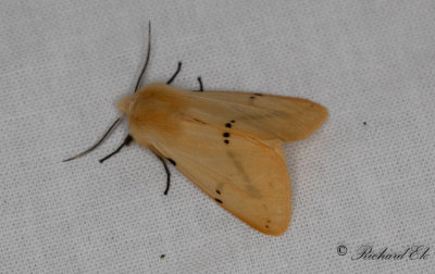 Gul tigerspinnare - Buff Ermine (Spilosoma luteum)