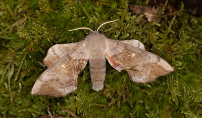 Poppelsvrmare - Poplar Hawk-moth (Laothoe populi) 