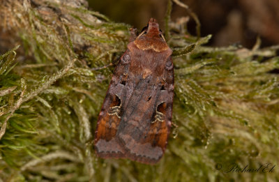 Rdbrunt jordfly - Purple Clay (Diarsia brunnea)