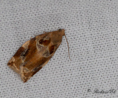 Trysommarvecklare - Variegated Golden Tortrix (Archips xylosteanus)