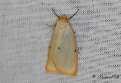 Vit borstspinnare - Four-dotted Footman (Cybosia mesomella)