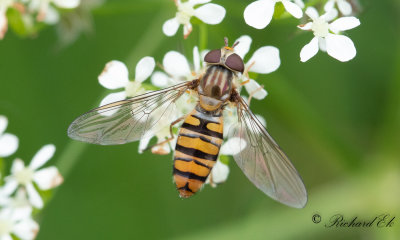 Flyttblomfluga (Episyrphus balteatus)