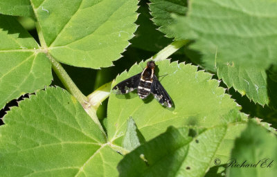 Hemipenthes maura