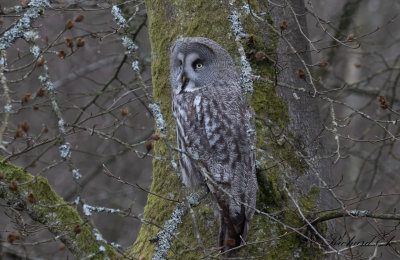 Lappuggla - Great Grey Owl (Strix nebulosa)