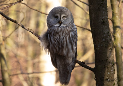 Lappuggla - Great Grey Owl (Strix nebulosa)