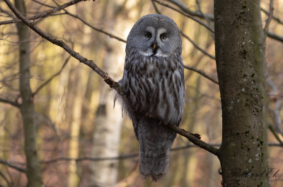 Lappuggla - Great Grey Owl (Strix nebulosa)