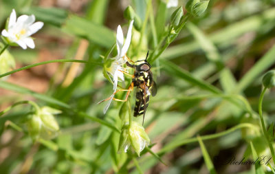 ngsgetingfluga (Chrysotoxum festivum)