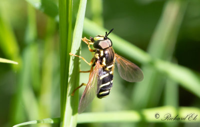 ngsgetingfluga (Chrysotoxum festivum)