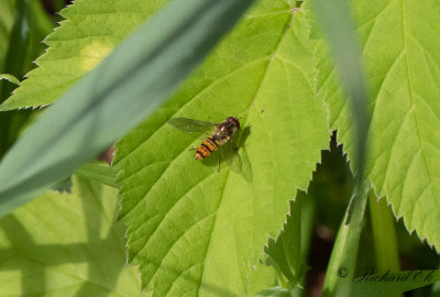 Flyttblomfluga - Marmalade hoverfly (Episyrphus balteatus)