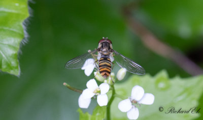 Flyttblomfluga - Marmalade hoverfly (Episyrphus balteatus)