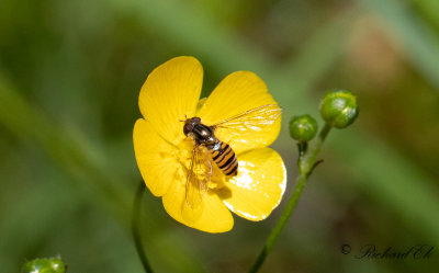 Flyttblomfluga - Marmalade hoverfly (Episyrphus balteatus)