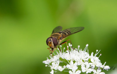 Flyttblomfluga - Marmalade hoverfly (Episyrphus balteatus)