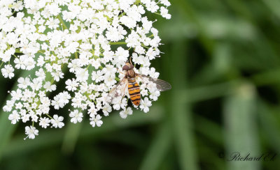 Flyttblomfluga - Marmalade hoverfly (Episyrphus balteatus)