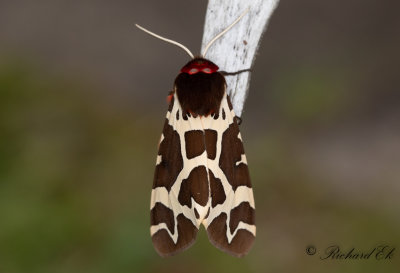 Brun bjrnspinnare - Great/Garden Tiger Moth (Arctia caja)