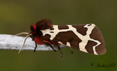 Brun bjrnspinnare - Great/Garden Tiger Moth (Arctia caja)