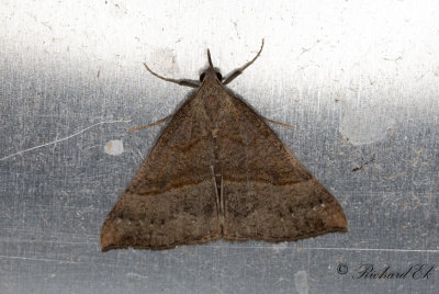 Brunstreckat nbbfly - The Snout (Hypena proboscidalis)