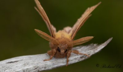 Grselefant - The Drinker (Euthrix potatoria)