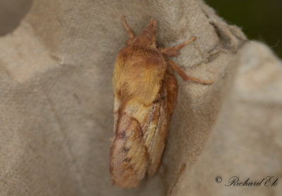 Grselefant - The Drinker (Euthrix potatoria)