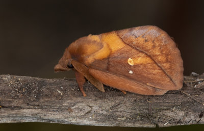 Grselefant - The Drinker (Euthrix potatoria)