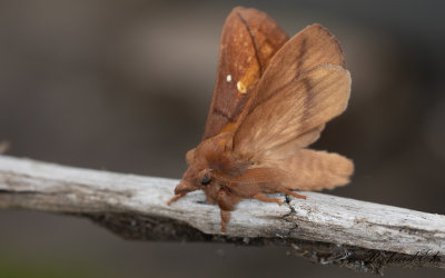 Grselefant - The Drinker (Euthrix potatoria)