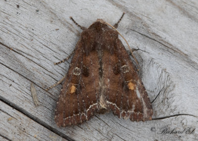 Grnsaksfly - Bright-line Brown-eye (Lacanobia oleracea)