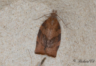 Leverfrgad bredvecklare - Dark Fruit-tree Tortrix (Pandemis heparana)