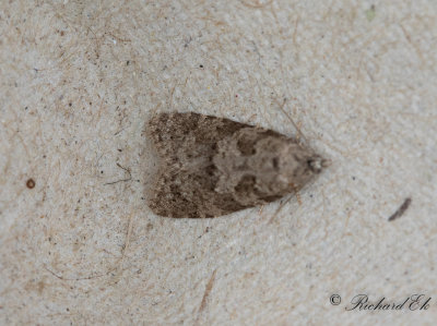 Mellangrvecklare - Flax Tortrix (Cnephasia asseclana)