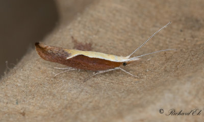 Nbbtrymal - Honeysuckle Moth (Ypsolopha dentella)