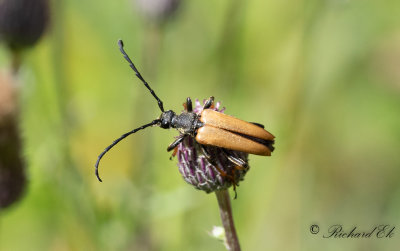 Gulrd blombock - Red Longhorn Beetle (Stictoleptura rubra)