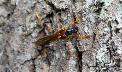 Stekelbock (Necydalis major)