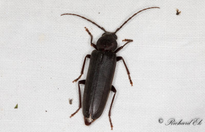 Brun barkbock (Arhopalus rusticus)