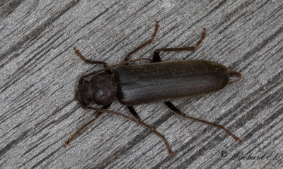 Brun barkbock (Arhopalus rusticus)