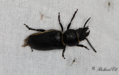Bitbock (Spondylis buprestoides)