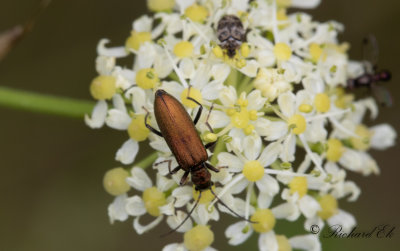 Oedemeridae (Blombaggar)