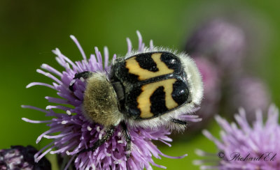 Humlebagge - Bee Beetle (Trichius fasciatus)