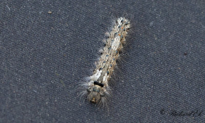 Barrskogsnunna - Nun moth (Lymantria monacha)