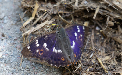 Aspskimmerfjril - Lesser Purple Emperor (Apatura ilia)