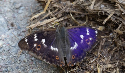 Aspskimmerfjril - Lesser Purple Emperor (Apatura ilia)