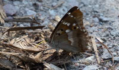 Aspskimmerfjril - Lesser Purple Emperor (Apatura ilia)